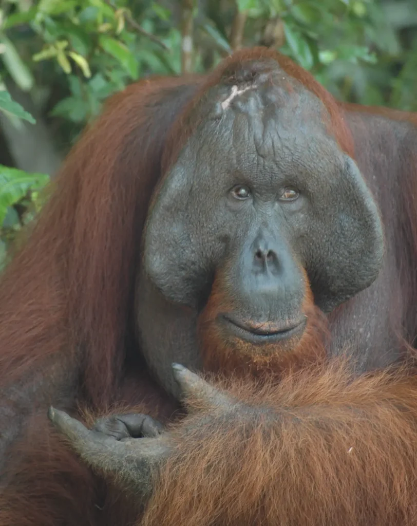 forest conservation and biodiversity