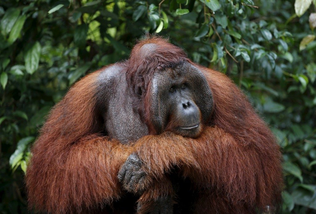 orangutan conservation