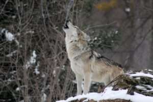 Wolves Returning To Colorado
